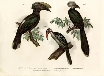 Calao, 1864